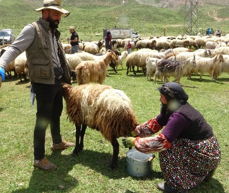 Hakkari'de yayla mesaisi başladı
