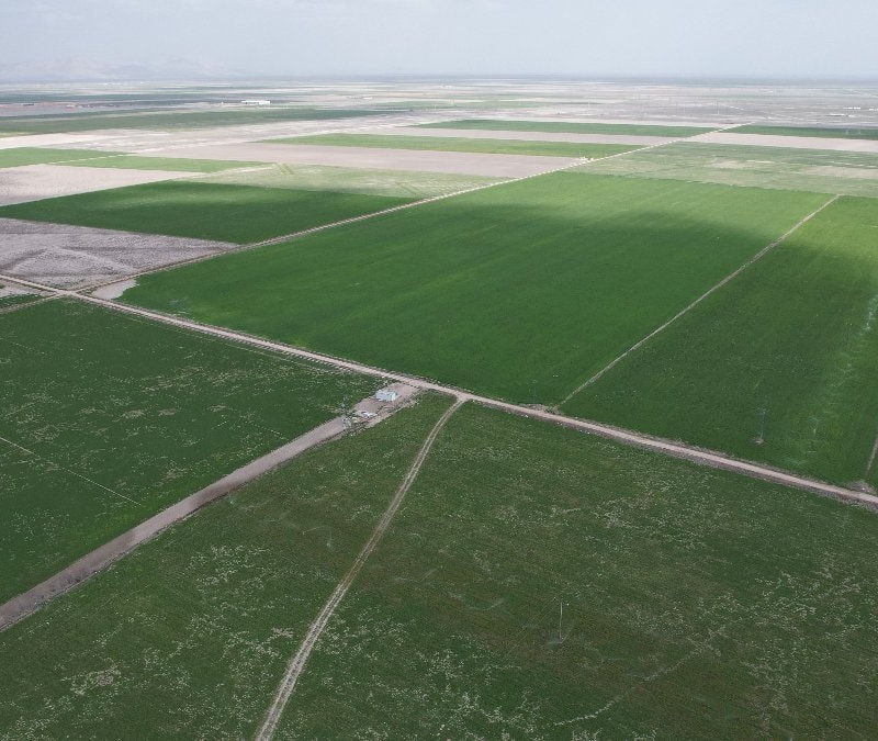 Konya Ovası'nda buğdayda 2,2 milyon ton rekolte be