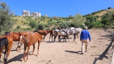 Kahramanmaraş'ta kaçan atları trafik polisleri sahibine teslim etti
