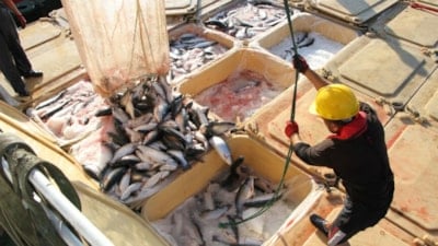 Doğu Karadeniz'in somon ihracatı 5 ayda 59,8 milyon dolara çıktı