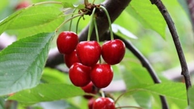 Bu yıl bol kiraz üretiminin Türkiye'nin ihracatını da artırması bekleniyor