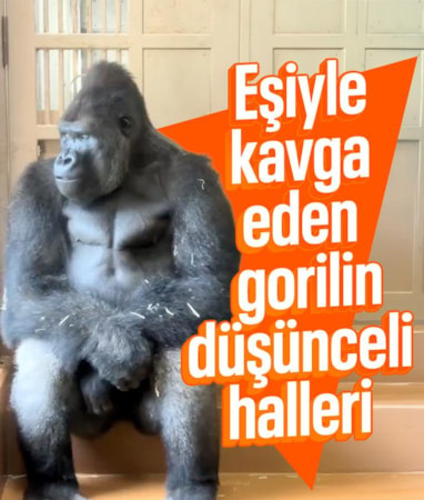 Japonya'da eşiyle kavga eden goril derin düşüncelere daldı