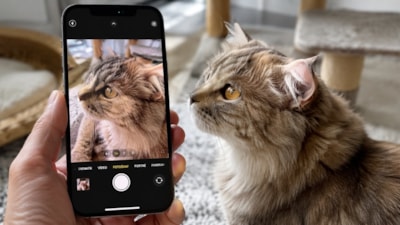 iPhone'daki ilginç kamera ayarı: Pireleri gösteriyor