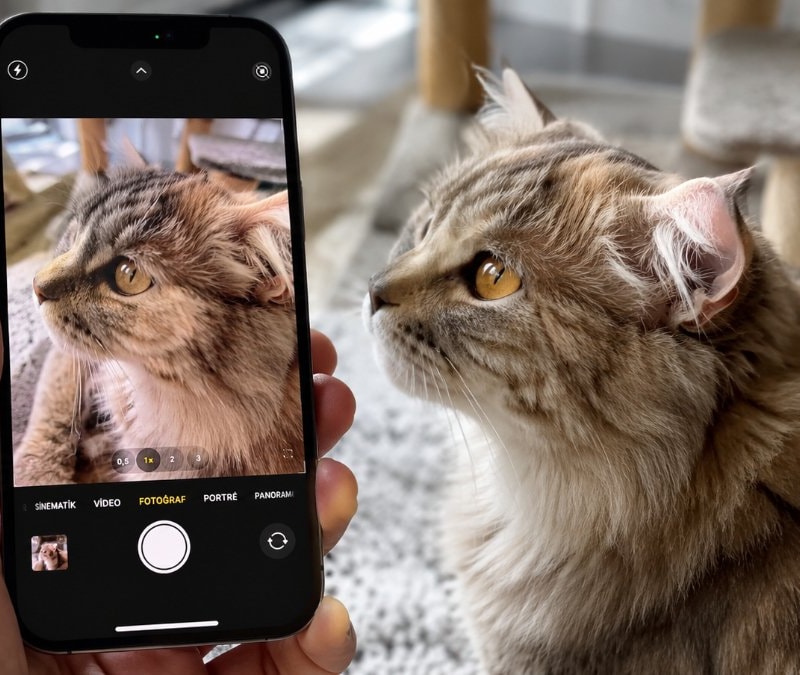 iPhone'daki ilginç kamera ayarı: Pireleri gösteriy