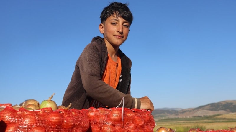 Hatay'da soğanda 30 TL'yi bulan fiyat üreticiyi memnun etti