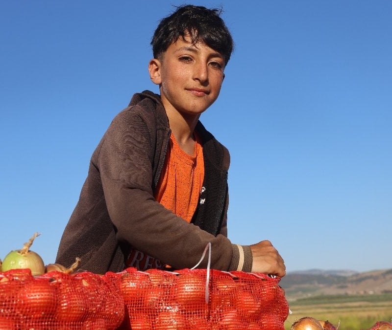 Hatay'da soğanda 30 TL'yi bulan fiyat üreticiyi memnun etti