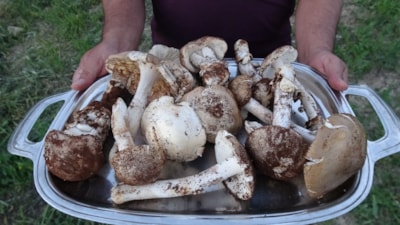 Akçadağ’da mantar toplayanlar kilogramından bin liraya kadar kazanıyor