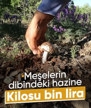 Akçadağ’da mantar toplayanlar kilogramından bin liraya kadar kazanıyor