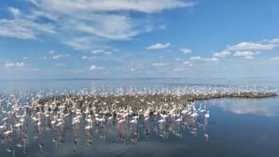 Tuz Gölü'nde yavru flamingolar dikkat çekti