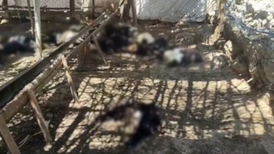Siirt'te başıboş köpekler ağıla girdi: 26 keçi telef oldu