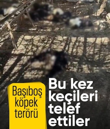 Siirt'te başıboş köpekler ağıla girdi: 26 keçi telef oldu