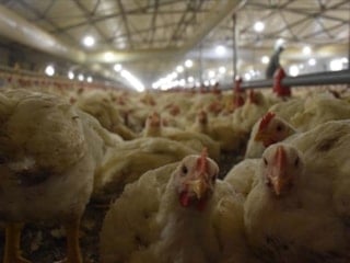 13 beyaz et firmasına "denetim kayyumu" uygulaması