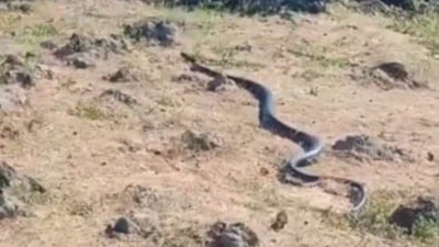 Diyarbakır'da görüntülenen 3 metrelik yılan hayrete düşürdü