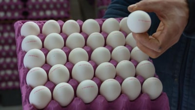 Türk yumurtasına olan talep Avrupa'daki kuş gribi sonrasında artış gösterdi