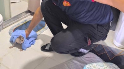 Siirt’te gider borusuna sıkışan 2 yavru kedi itfaiye tarafından kurtarıldı