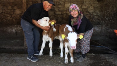 Amasya'da Buzağılarına hayranı oldukları şarkıcının ismini verdiler: Yıldız ve Tilbe