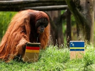 Kahin orangutanın 2026 Dünya Kupası tahmini! Maç sonucunu seçti
