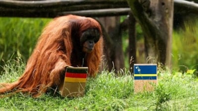 Kahin orangutanın 2026 Dünya Kupası tahmini! Maç sonucunu seçti