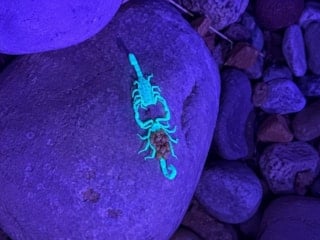 Mor ışıkta dans eden Arizona akrepleri: Görüntülerin sırrı çözüldü