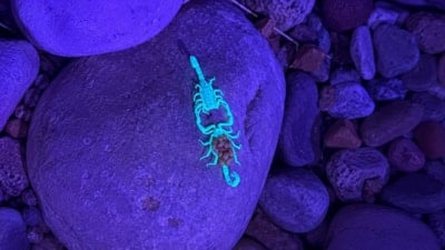 Mor ışıkta dans eden Arizona akrepleri: Görüntülerin sırrı çözüldü