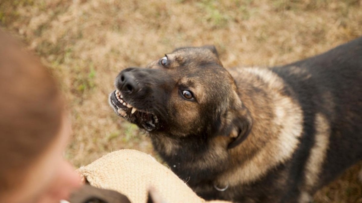 NATO Zirvesi öncesi emniyetten belediyelere yazı: Sokak köpeklerinin toplatılması emri verildi