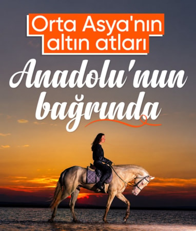 Ankara'da 'altın atlar'ın soyu yaşatılıyor
