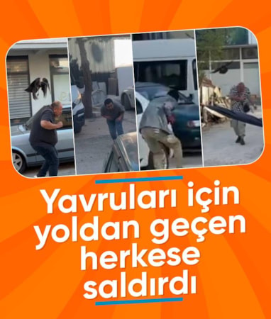 Erzincan'da yavrular için seferber oldular: Karga ailesi mahalleyi ayağa kaldırdı