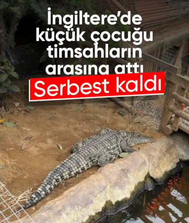 İngiltere'de 3 yaşındaki çocuğu timsah kafesine attı: Serbest kaldı