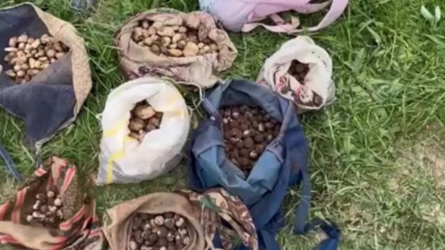 Çankırı'da izinsiz salep orkidesi toplayanlara 7 milyon lira ceza