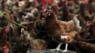 Kuş gribi son kıtanın da kapısını çaldı: H5N1 Avustralya’ya ulaştı