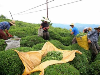 Rize Ticaret Borsası Başkanı: Mekanlarda bir bardak çayın maliyeti 1,5 TL