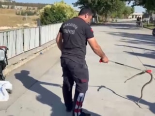 Şanlıurfa'da bebek arabasına ağaçtan yılan düştü