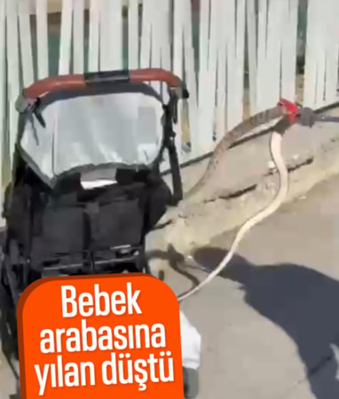 Şanlıurfa'da bebek arabasına ağaçtan yılan düştü
