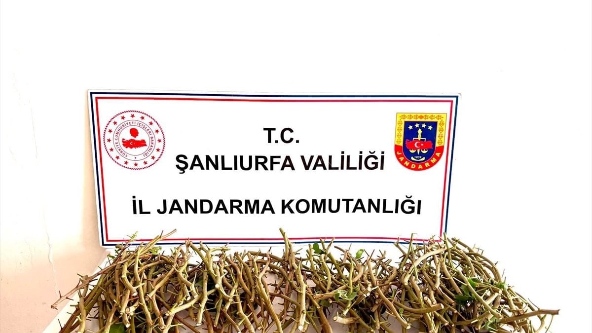 Şanlıurfa'da aşılamada kullanılan fıstık dallarını çalma girişimine suçüstü: 3 gözaltı