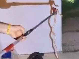 Elazığ'da buzdolabının içerisine yılan girdi