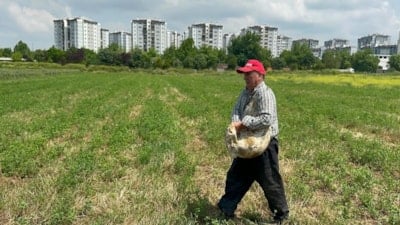 Bursa'daki enginar tarlası lüks konutların arasında kaldı