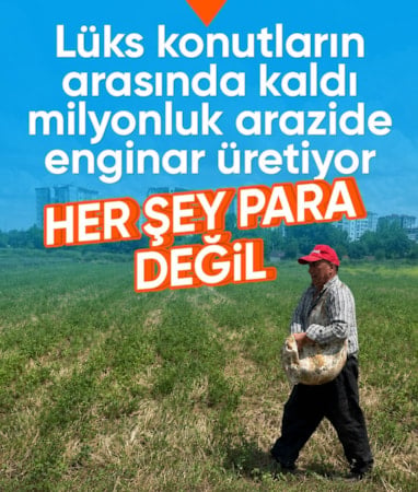 Bursa'daki enginar tarlası lüks konutların arasında kaldı