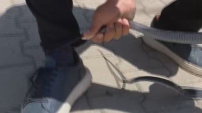 Hatay'da eliyle yakaladığı yılan bacağını ısırdı: O anlar kamerada