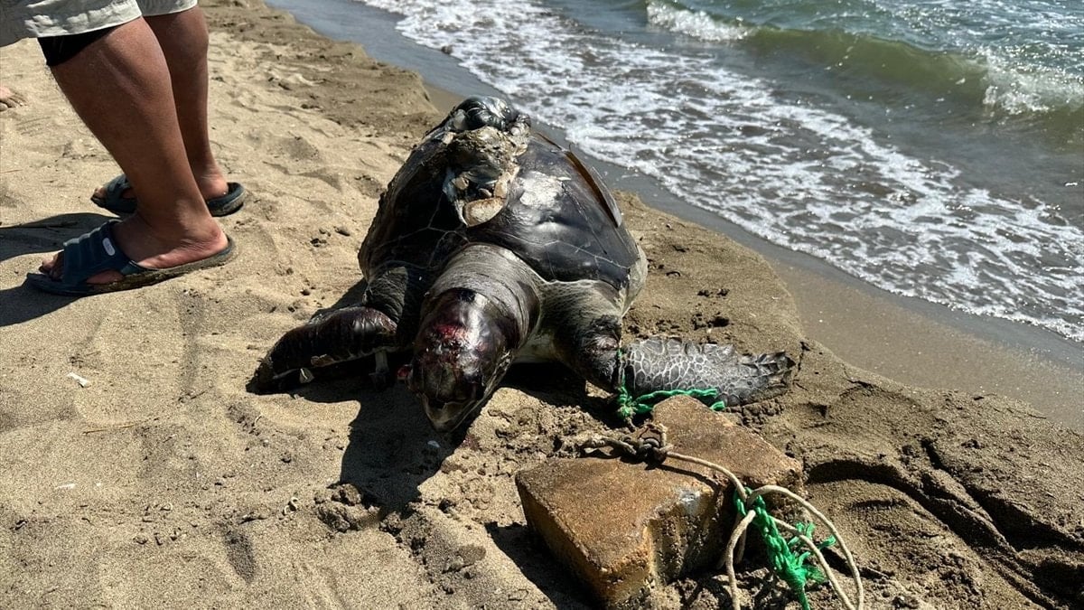 İzmir’de vahşet: Yüzgecine parke taşı bağlanan caretta caretta ölü bulundu