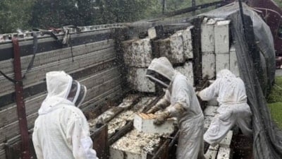 ABD'de kovan taşıyan kamyon devrilince 24 milyon arı etrafa dağıldı