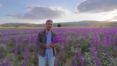 Yozgat'ta tarlalar mora boyandı