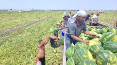 Adana'da 40 derece sıcakta karpuz mesaisi