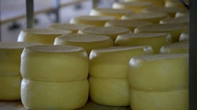 Kars kaşarı için AB coğrafi işaret süreci başladı
