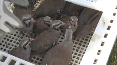 Havalar ısındı, kene vakaları arttı: Amasya’da keneyle mücadele için 300 kınalı keklik doğaya bırakıldı