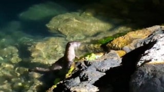 Amasra'da su samurları ile balıkçıların renkli buluşması