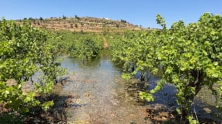Batı Şeria’da İsrailli yerleşimciler, Filistinlilere ait tarım arazilerine kanalizasyon atığı bıraktı