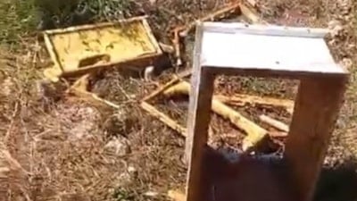 Antalya'da arı kovanlarını parçaladı: Kontrole giden üretici neye uğradığını şaşırdı