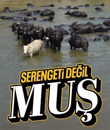 Muş'ta besiciler sıcaktan bunalan mandaları nehirde serinletiyor