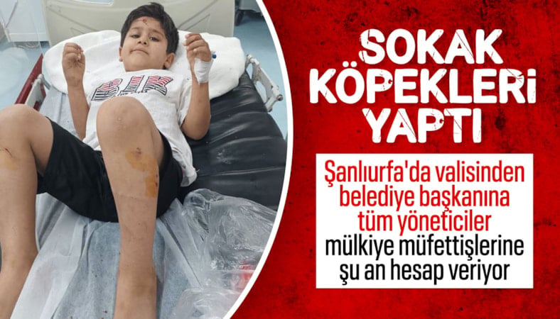 Viranşehir'de başıboş köpeklerle ilgili mevzuatın uygulanışı denetlenecek