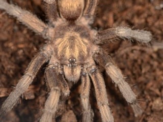 Türkiye'de ilk kez yeni bir tarantula cinsi kayıtlara geçti